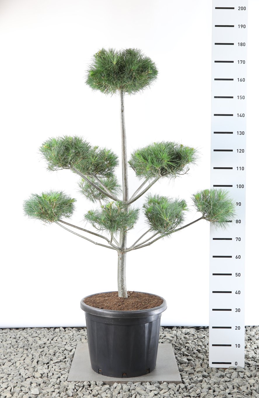 Pinus strobus - 125-150 CM Multiplateau EXTRA in Cont.